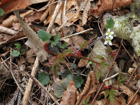 Cardamine tanakae