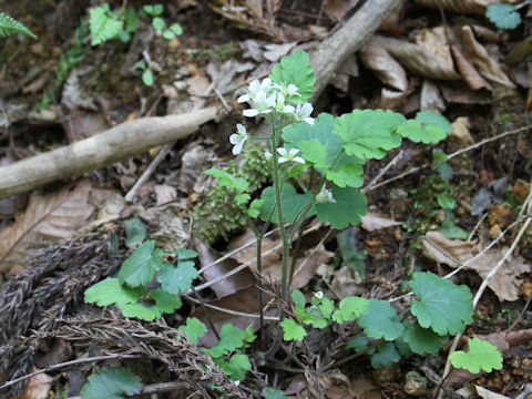 Cardamine tanakae