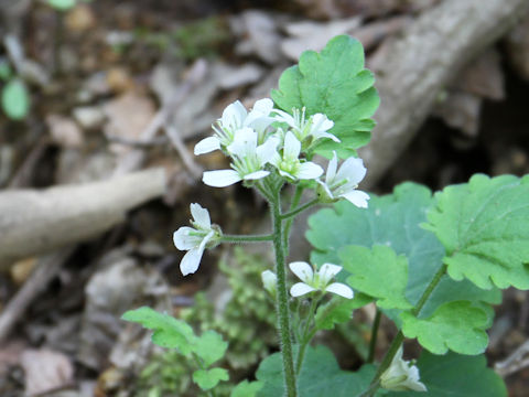 Cardamine tanakae