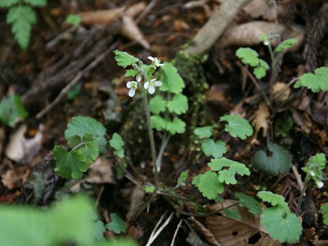 Cardamine tanakae