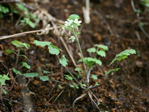 Cardamine tanakae