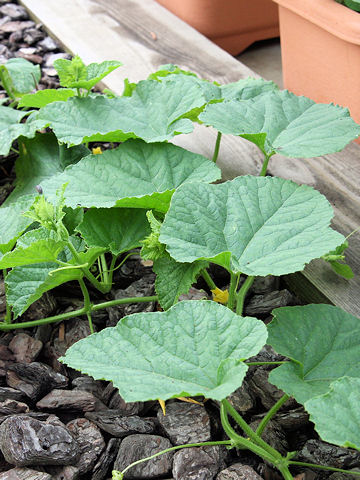 Cucumis melo var. makuwa