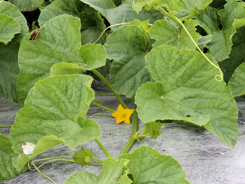 Cucumis melo var. makuwa