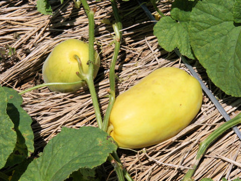 Cucumis melo var. makuwa