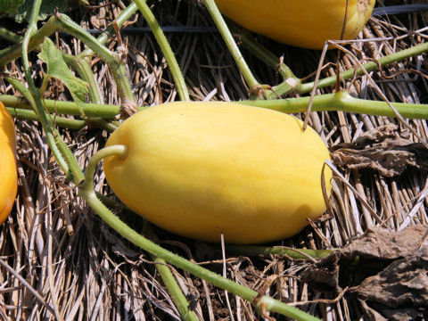 Cucumis melo var. makuwa