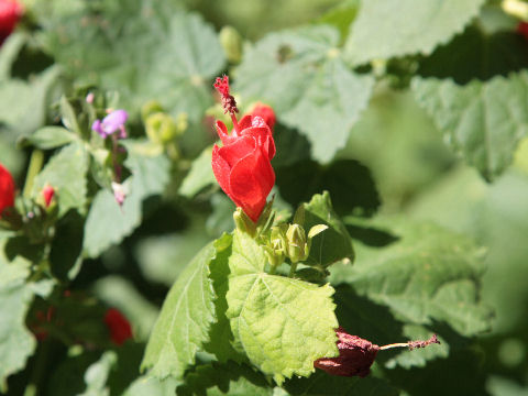 Malvaviscus arboreus var. drummondii