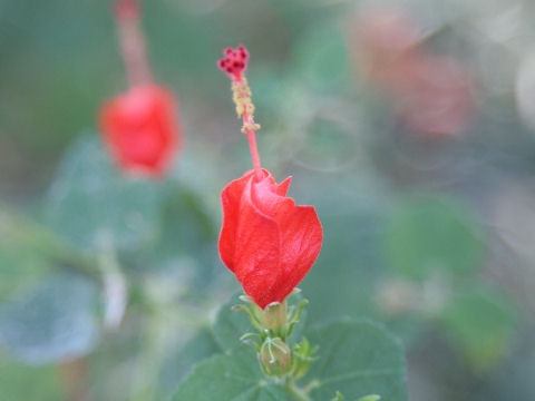 Malvaviscus arboreus var. drummondii