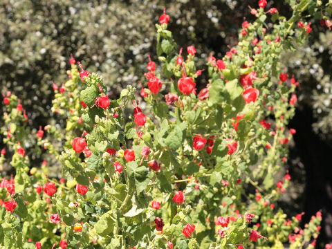 Malvaviscus arboreus var. drummondii