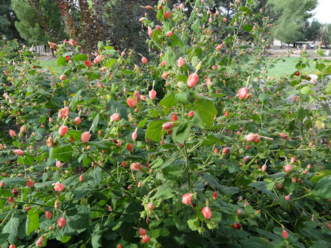 Malvaviscus arboreus var. drummondii