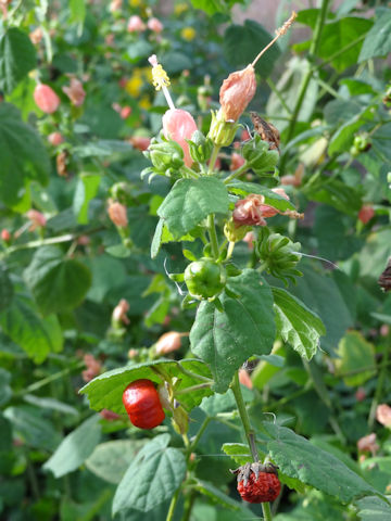 Malvaviscus arboreus var. drummondii