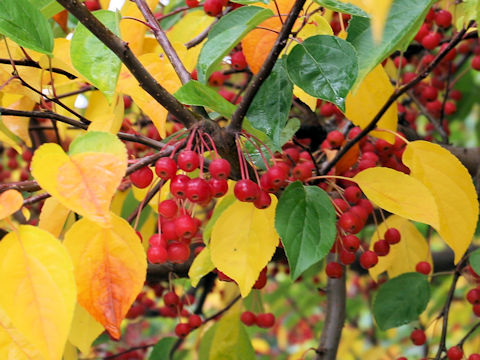 Malus sargentii