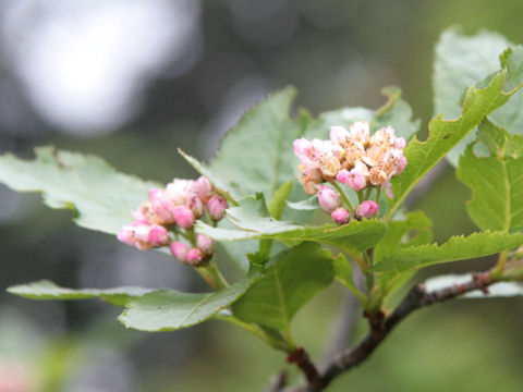 Malus sylvestris