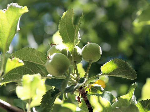 Malus sylvestris