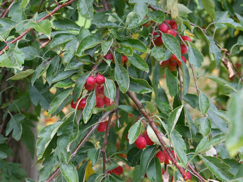 Malus transitoria