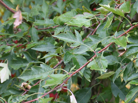 Malus transitoria