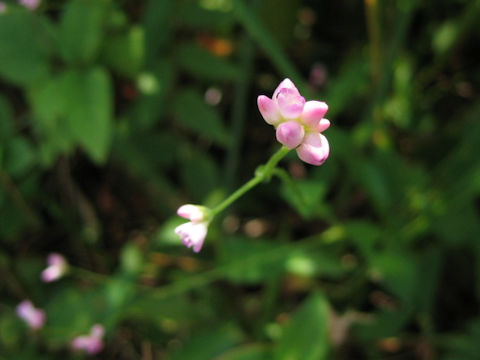 Persicaria senticosa