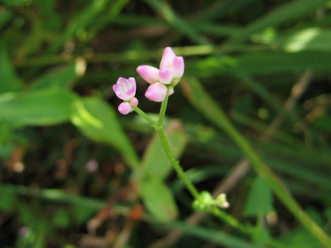 Persicaria senticosa