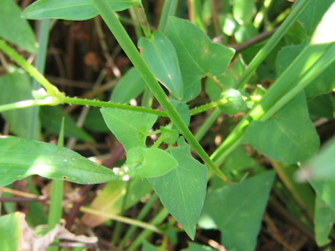 Persicaria senticosa