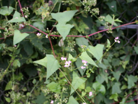 Persicaria senticosa