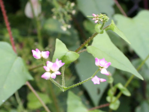 Persicaria senticosa