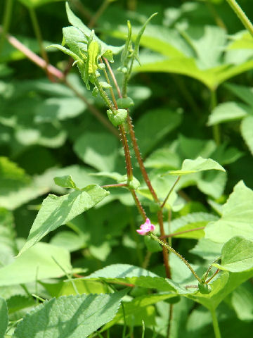 Persicaria senticosa