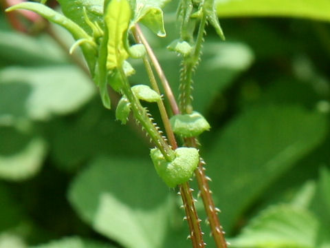 Persicaria senticosa