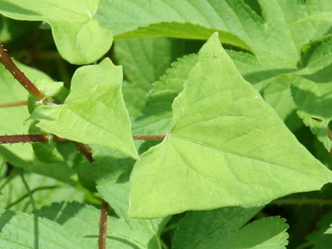 Persicaria senticosa