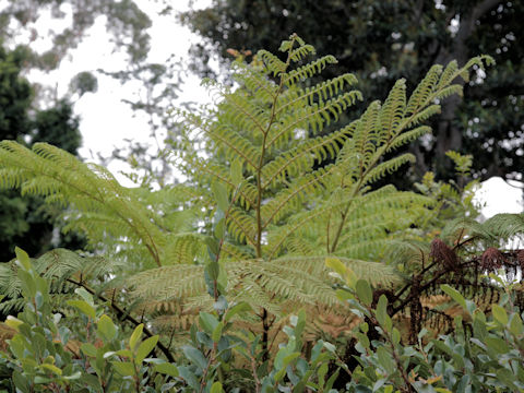 Cyathea medullaris