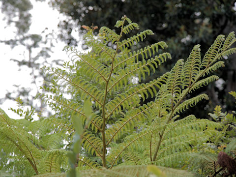 Cyathea medullaris