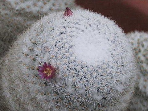 Mammillaria albilanata