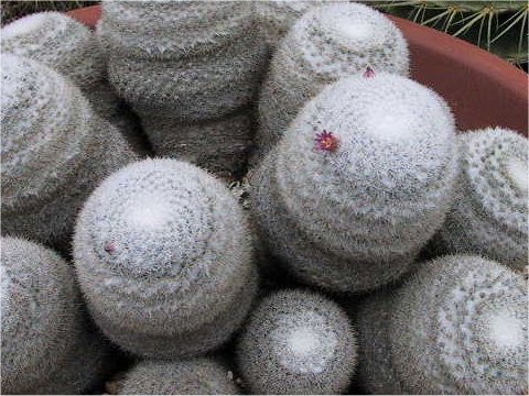 Mammillaria albilanata