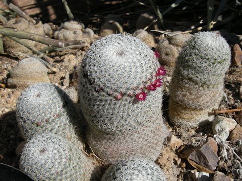 Mammillaria albilanata