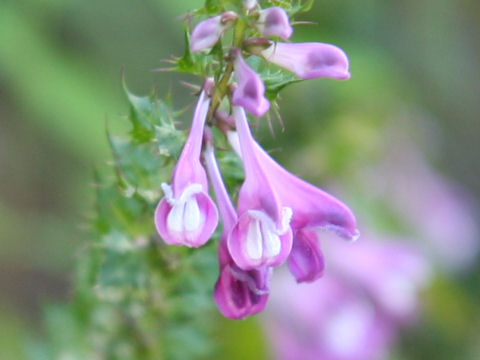 Melampyrum roseum var. japonicum