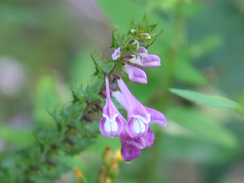 Melampyrum roseum var. japonicum