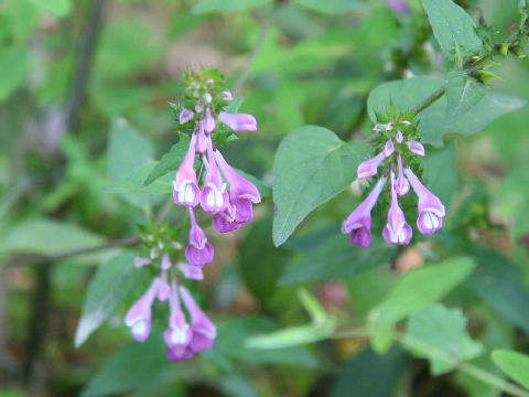 Melampyrum roseum var. japonicum