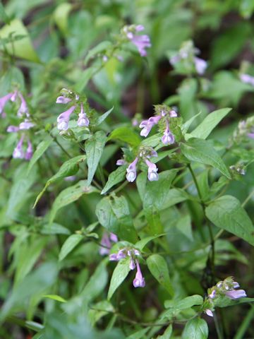 Melampyrum roseum var. japonicum