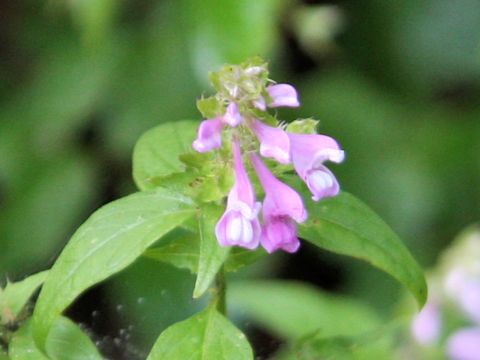 Melampyrum roseum var. japonicum