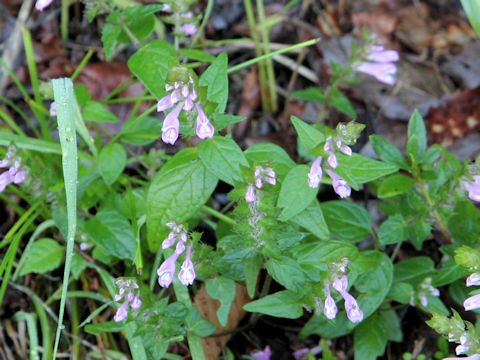 Melampyrum roseum var. japonicum