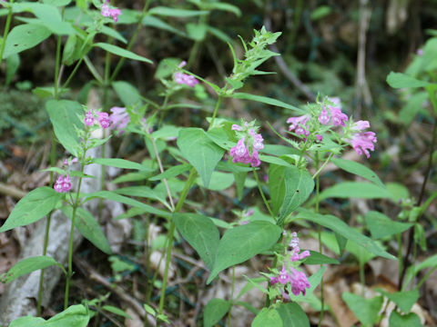 Melampyrum roseum var. japonicum