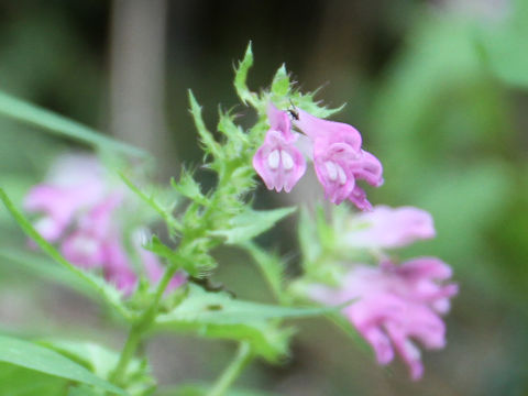 Melampyrum roseum var. japonicum