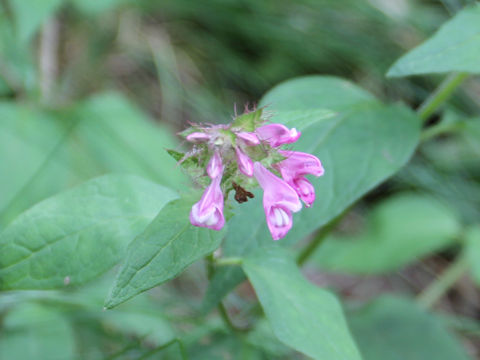 Melampyrum roseum var. japonicum