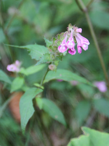 Melampyrum roseum var. japonicum