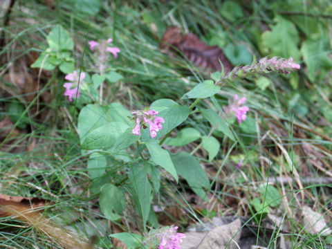 Melampyrum roseum var. japonicum