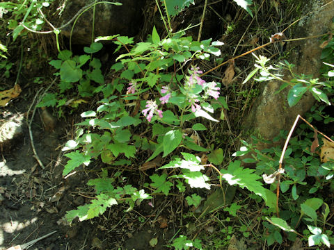 Melampyrum roseum var. japonicum