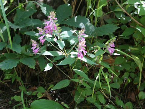 Melampyrum roseum var. japonicum