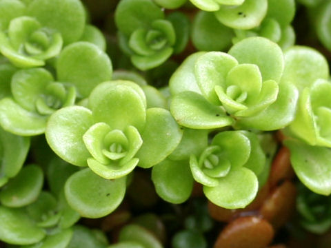 Sedum makinoi