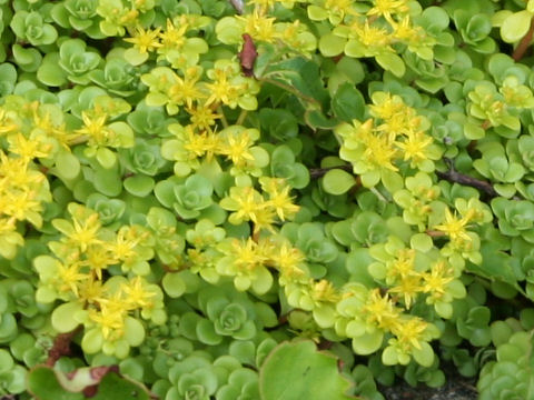 Sedum makinoi