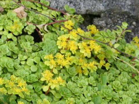 Sedum makinoi