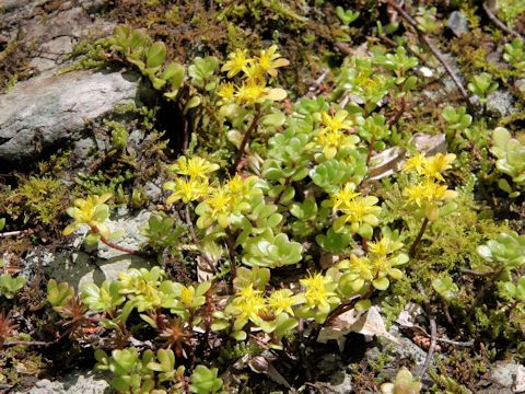 Sedum makinoi