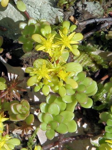 Sedum makinoi